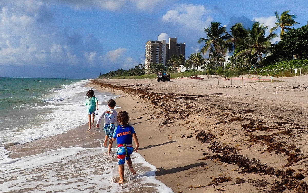 Kids running on a beach towards a sea turtle nest and a biologist working with turtles.